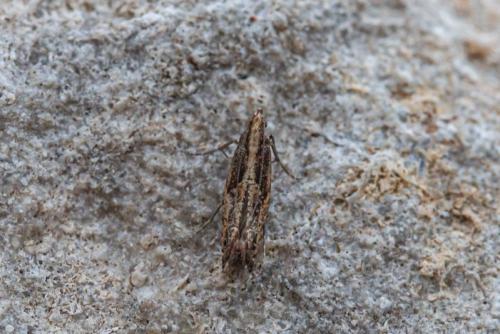 Acrolepiopsis vesperella
